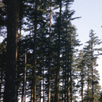 General View of Fire Origin Forest of Douglas Fir