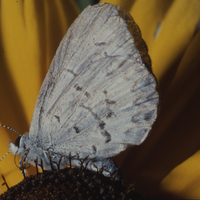 Northern azure