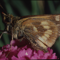 Long dash skipper