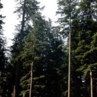 Fire Origin Douglas Fir