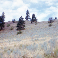 Open Growth Ponderosa Pine with Sage Brush