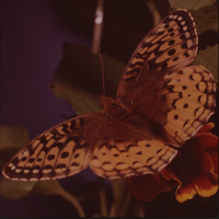 Great spangled fritillary